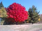 fabulous-maple-4767_o.jpgSubmitted by: Bruce HeysseDate of Photo: 2014-10-15Location: north side of MN State Highway #34 about 1.5 miles west of Four CornersSubject: Fabulous Maple 
